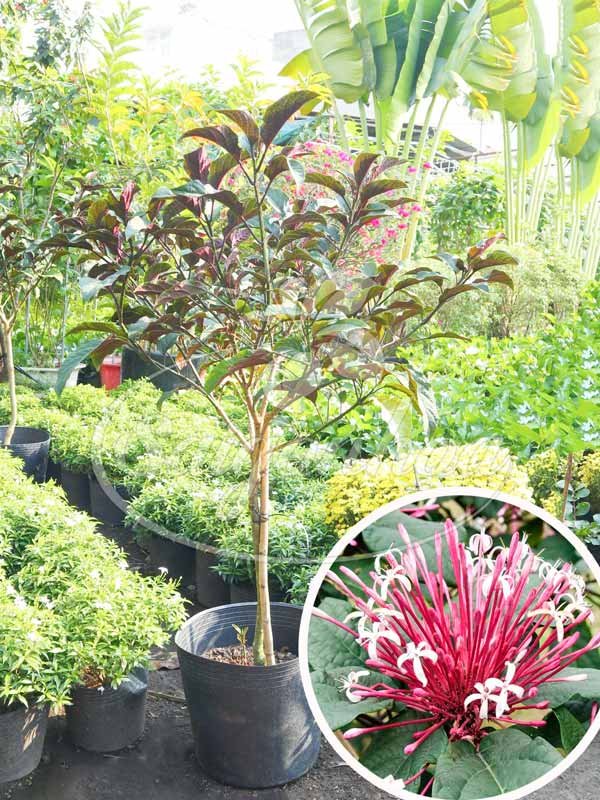 Cây Pháo Hoa 1 Cốt