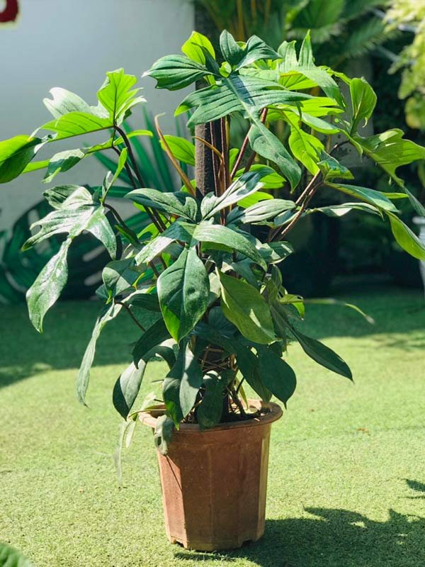 Trầu Bà Cánh Én Florida Beauty