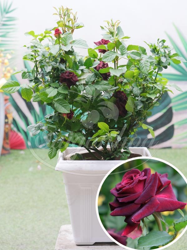 Hoa Hồng Black Baccara