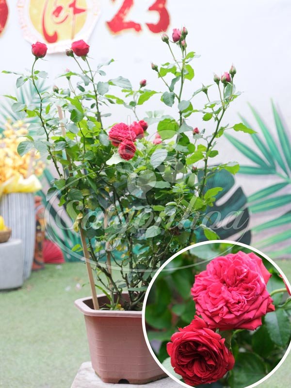 Hoa Hồng Red Eden