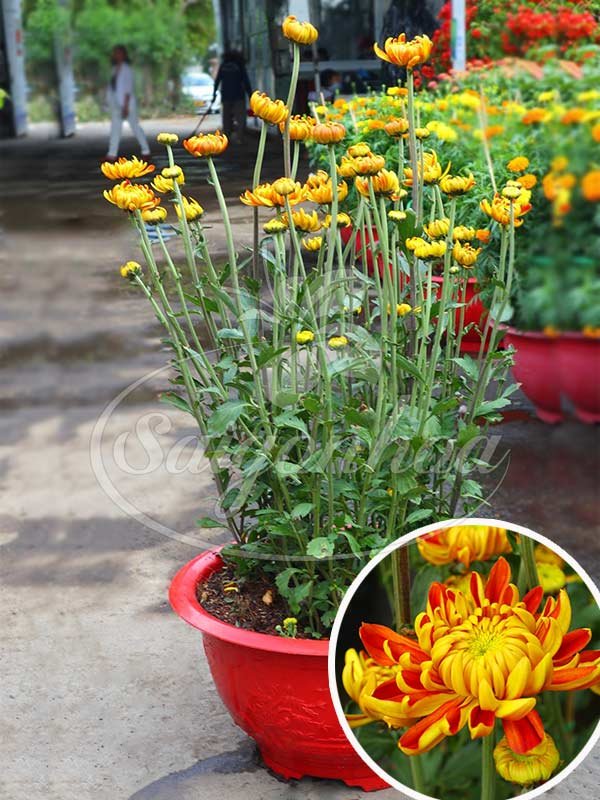 Chậu Hoa Cúc Mẫu Đơn