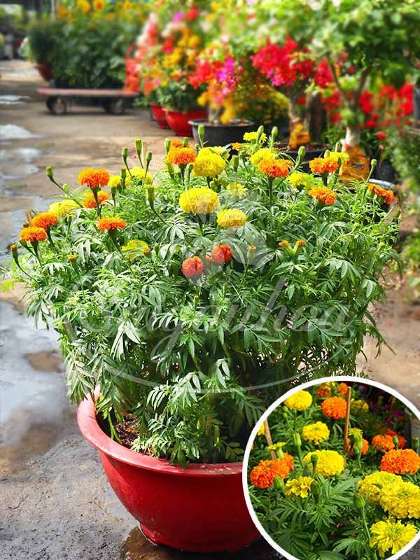 Chậu Hoa Cúc Vạn Thọ