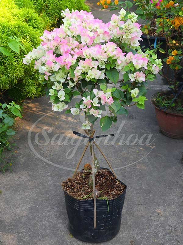 Cây Bông Giấy Hồng Phớt