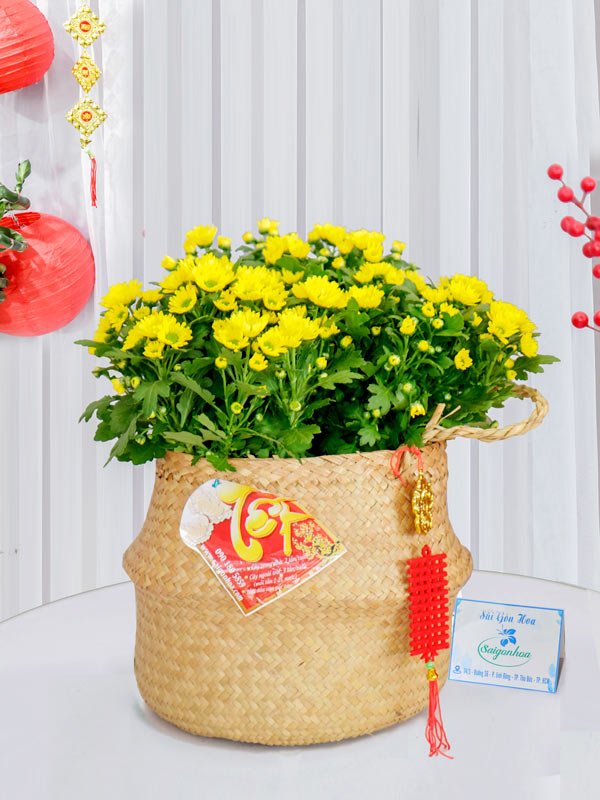 Giỏ Hoa Cúc Pico