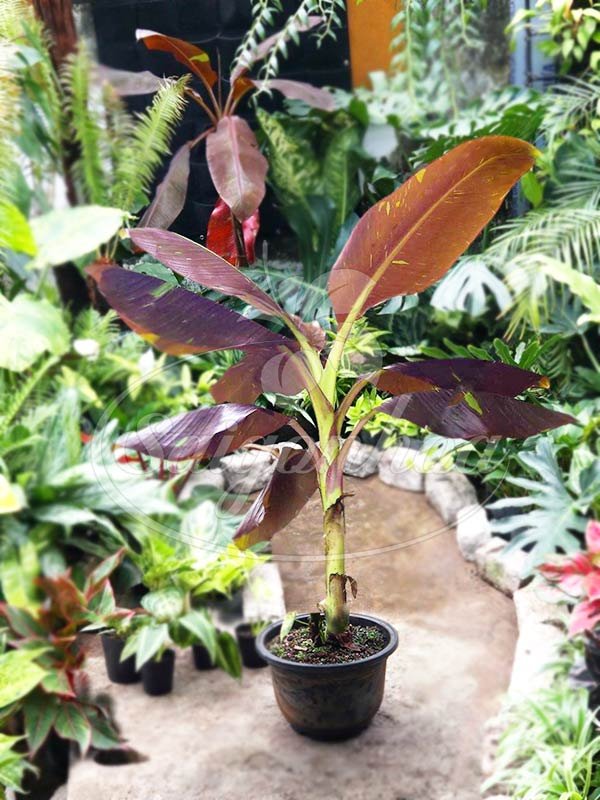 Cây Chuối Ruby