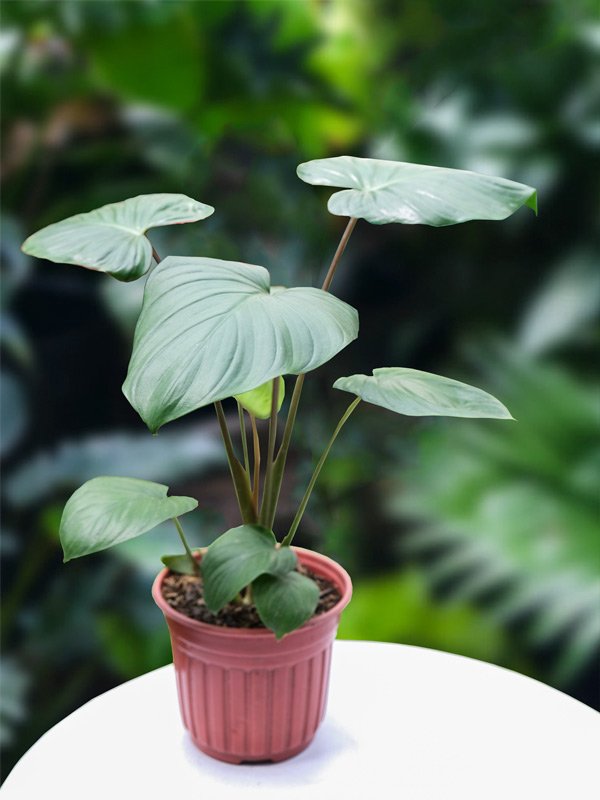 Cây Thiên Niên Kiện