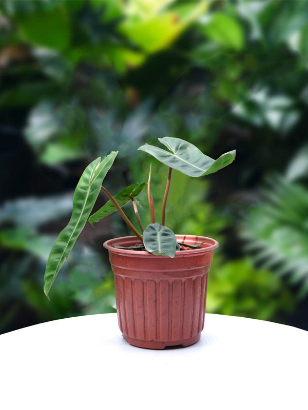 Cây Hồng Hạc Cuống Cam