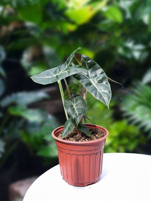 Cây Môn Rồng Hồng