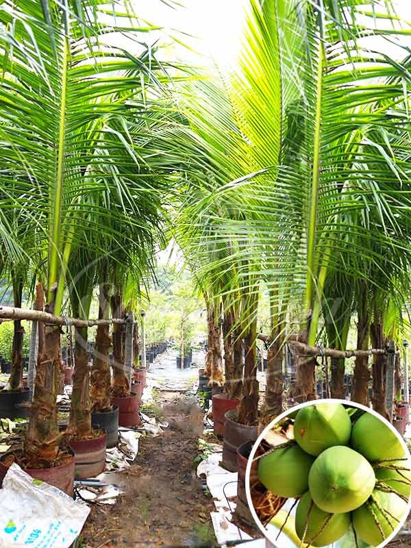 Cây Dừa Xiêm