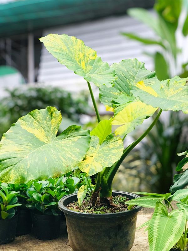 Cây Ráy Đột Biến