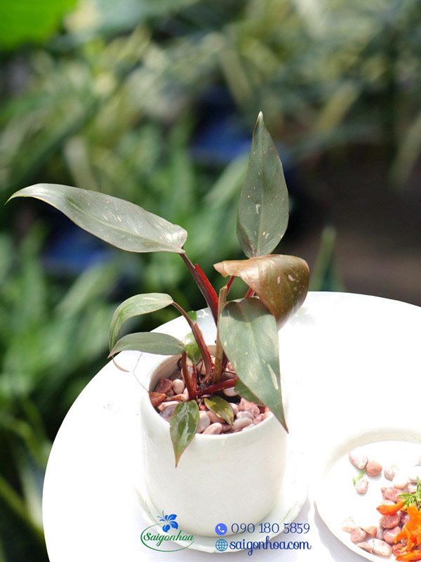 Chậu Cây Công Chúa Hồng