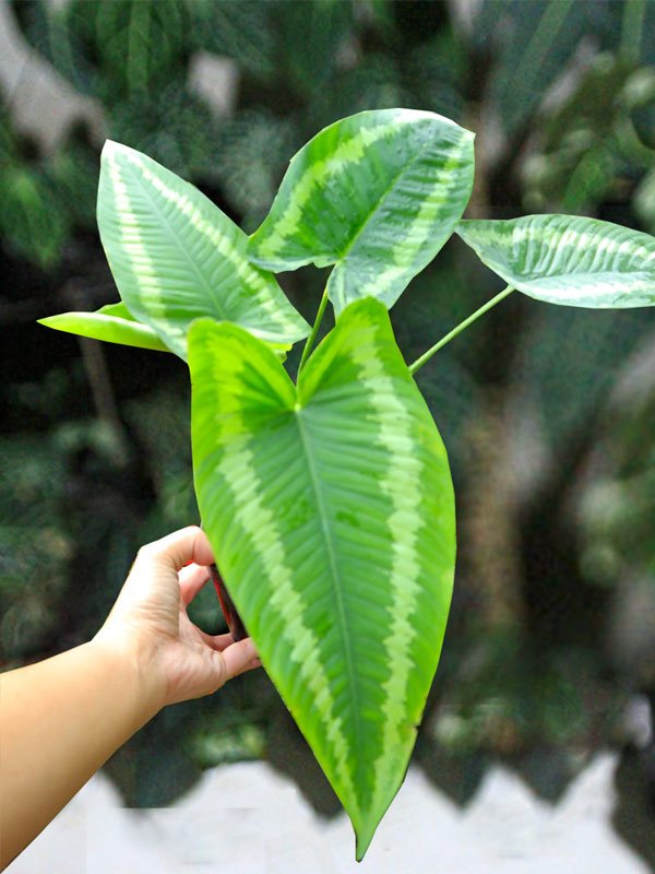 Cây Mường Thái
