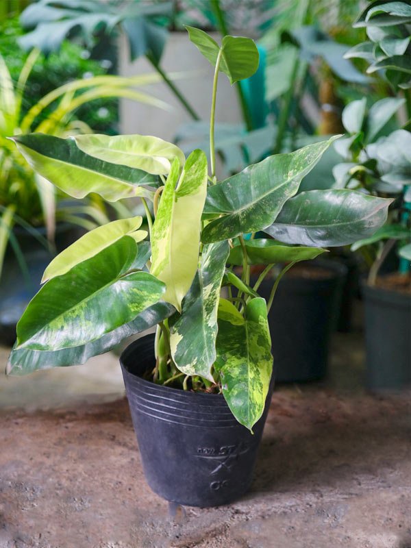Cây Trầu Bà Tỷ Phú Đột Biến