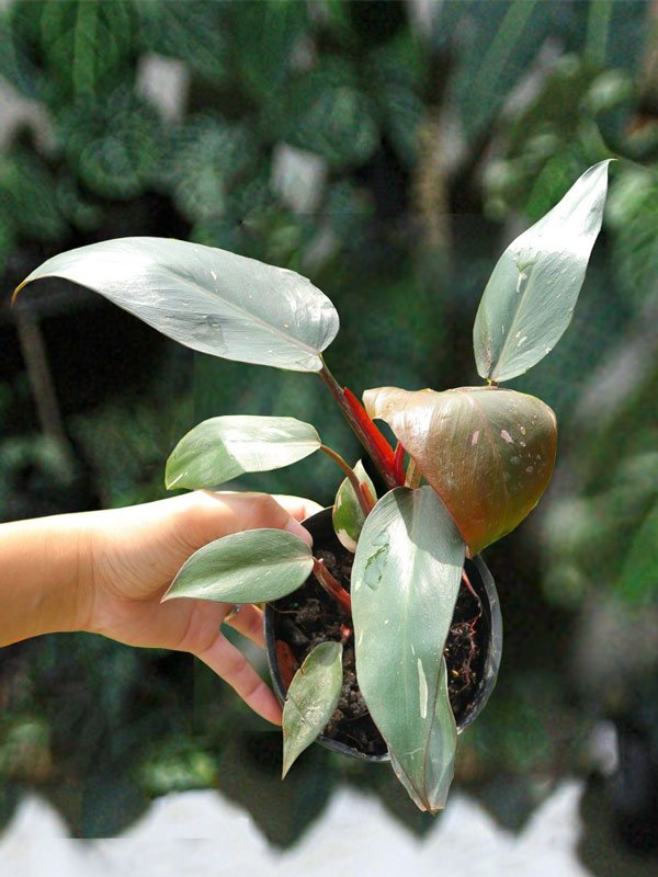 Cây Công Chúa Hồng