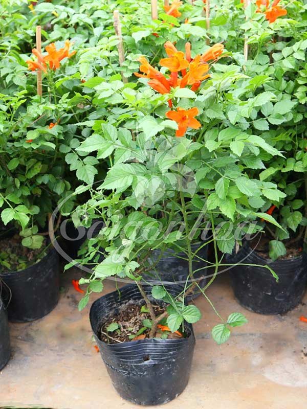 Cây Rạng Đông Thân Gỗ