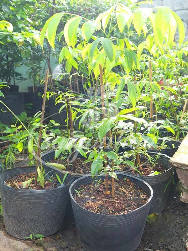Cây Mắc Mật