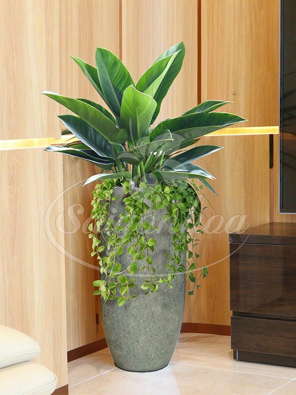 Chậu Trầu Bà Đại Đế Xanh Nội Thất