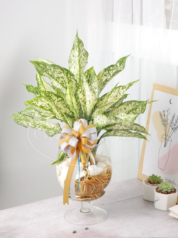 Cây Ngọc Ngân Trong Nước