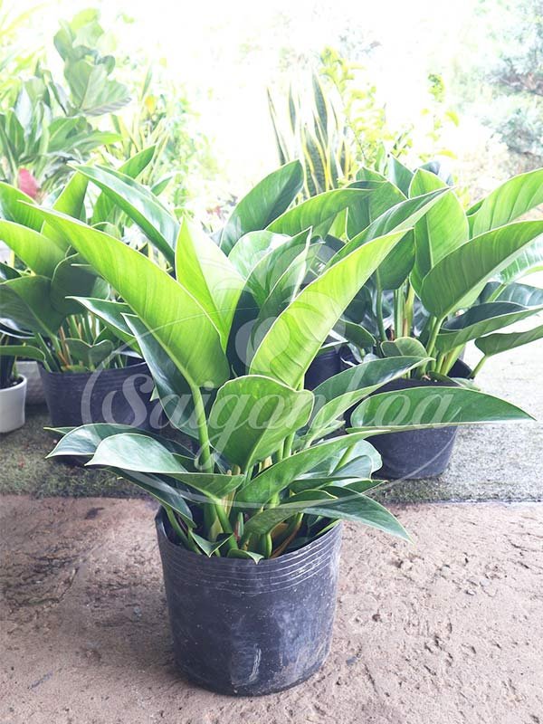 Cây Trầu Bà Đại Đế Xanh