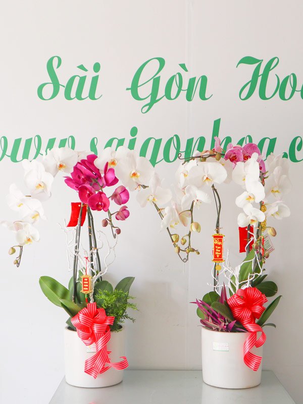 Chậu Lan Hồ Điệp Song Hỷ