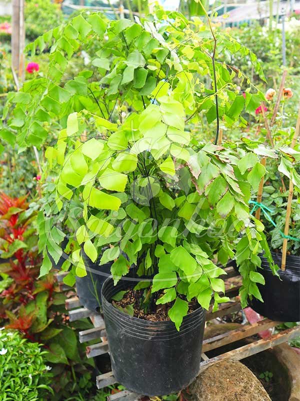 Cây Tóc Thần Vệ Nữ