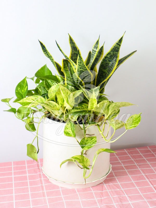 Cây Lưỡi Hổ Phối Kết Để Bàn