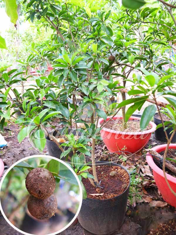 Cây Hồng Xiêm Trái Tròn