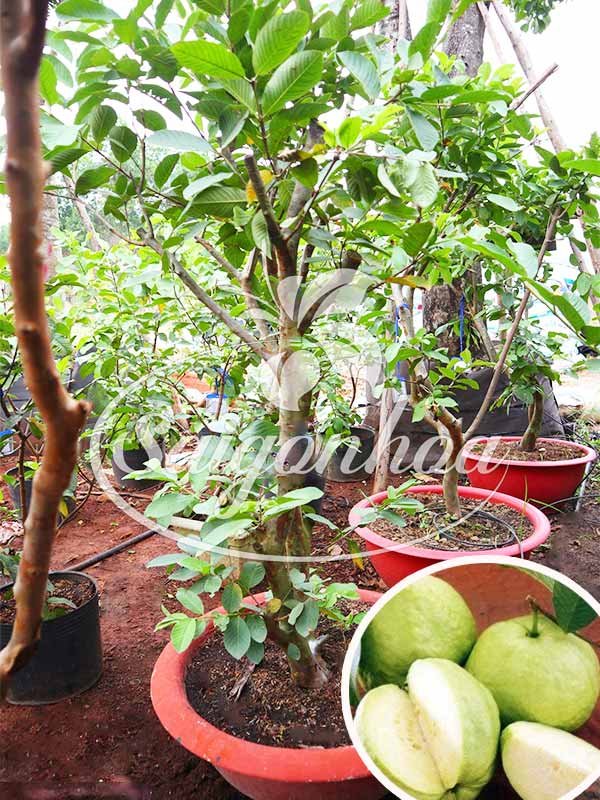 Cây Ổi Nữ Hoàng