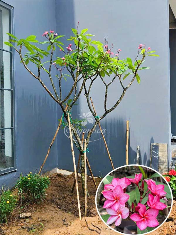 Cây Sứ Hoa Hồng