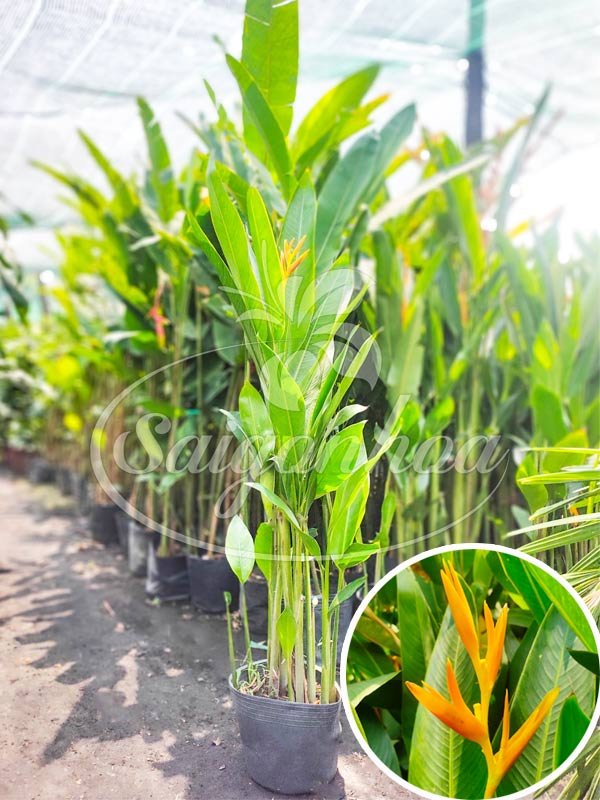 Cây Chuối Mỏ Két Thái