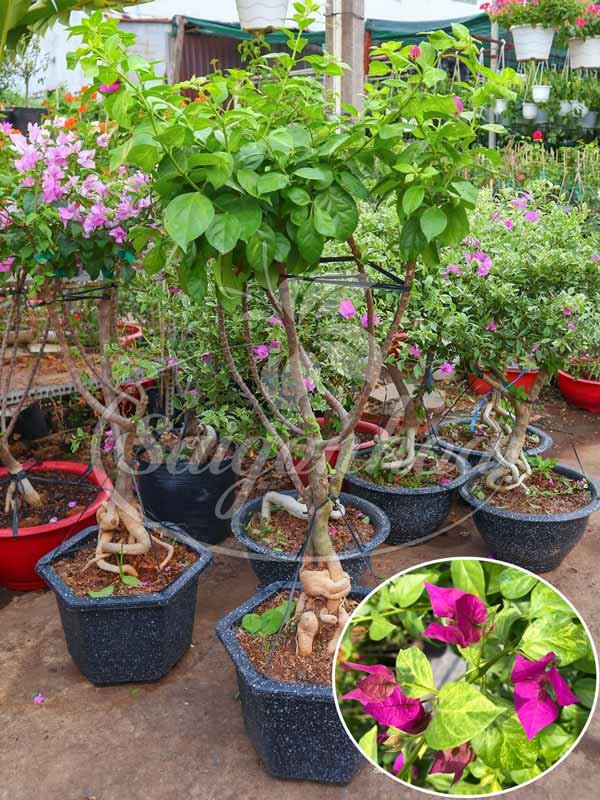 Cây Bông Giấy Tím Pháp