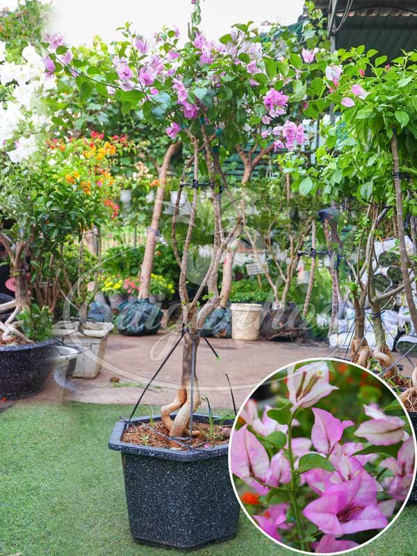 Cây Bông Giấy Tím Tuyết