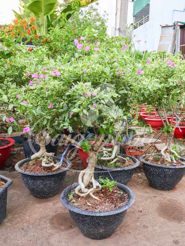 Cây Bông Giấy Cẩm Thạch Lá Nhuyễn
