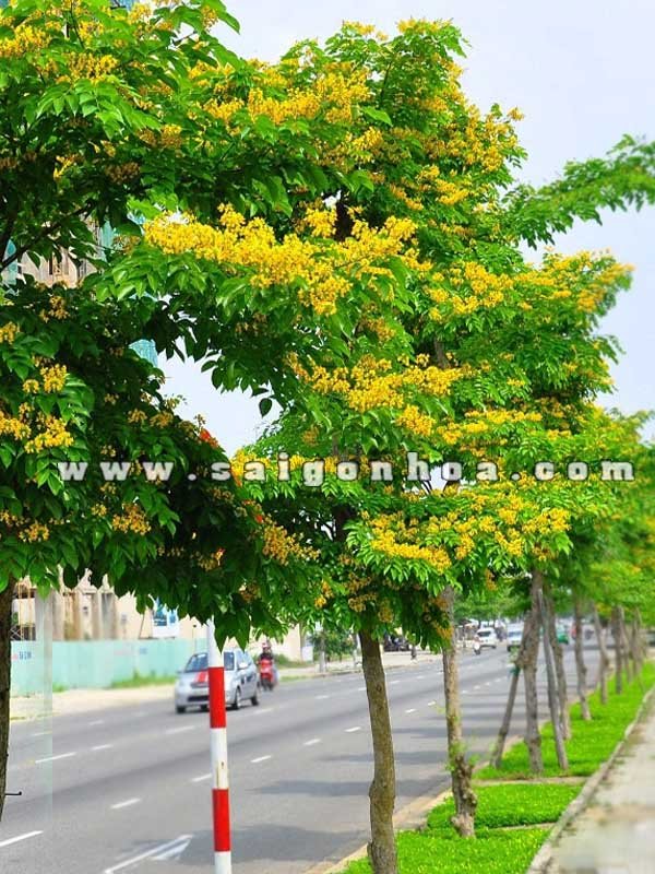 Cây Giáng Hương
