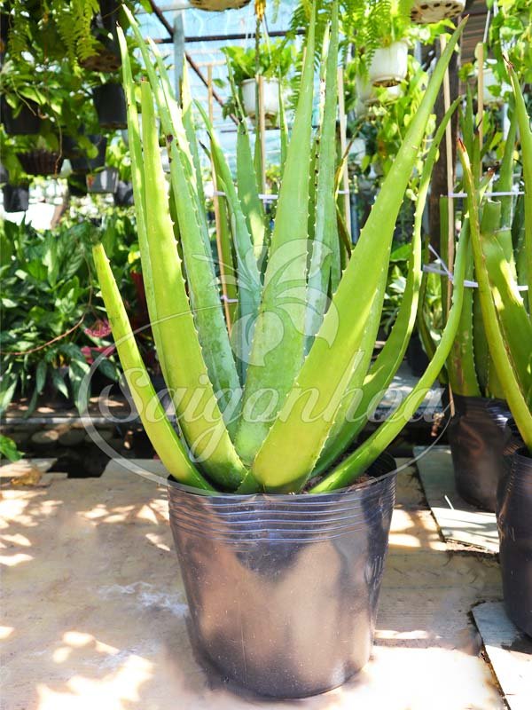 Cây Nha Đam Mỹ