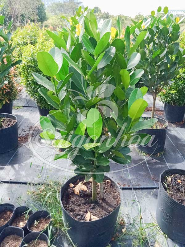 Cây Phúc Sân Vườn