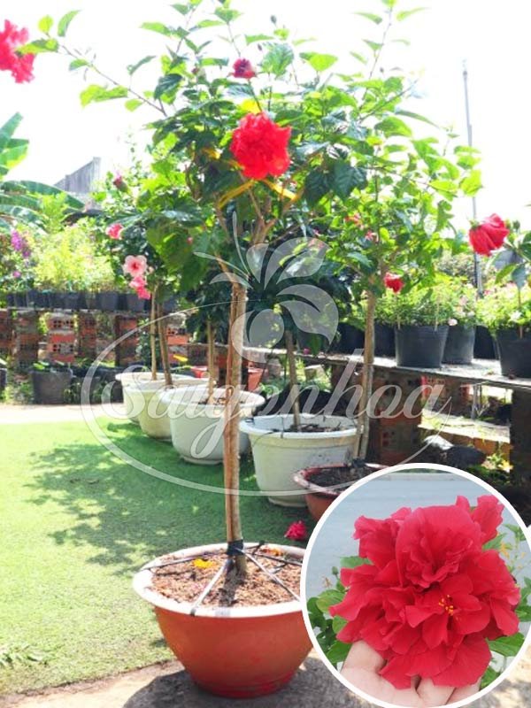 Cây Bông Bụp Tree Kép Đỏ