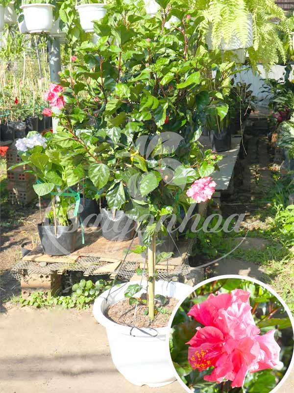 Cây Bông Bụp Tree Kép Hồng