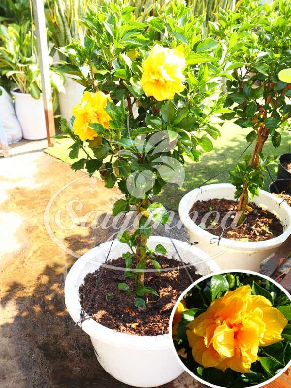 Cây Bông Bụp Tree Kép Vàng