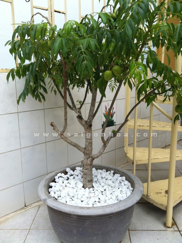 Trồng Cây Cóc Thái Cho Sân Vườn Nhà Phố