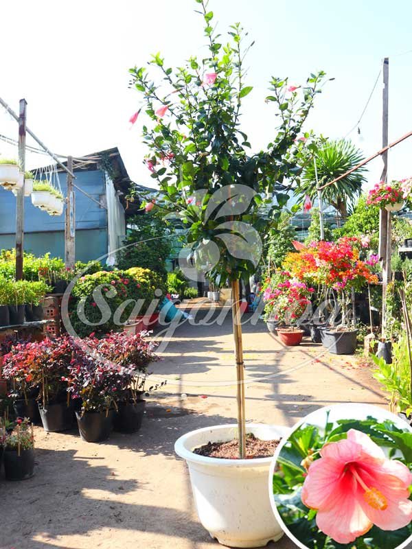 Cây Bông Bụp Tree Đơn Hồng