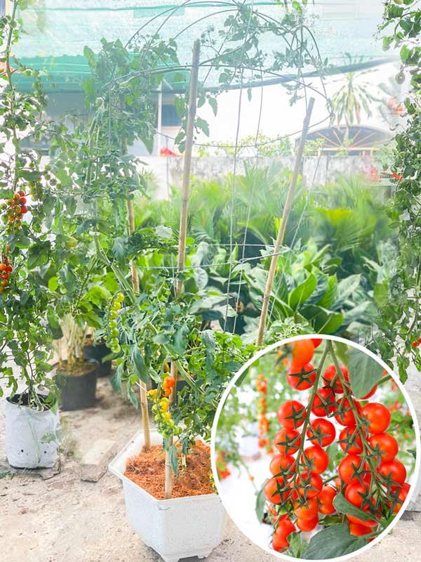 Cây Cà Chua Vô Hạn