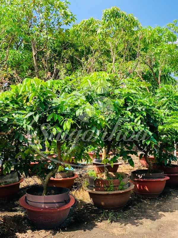 Cây Nhãn Trồng Trong Chậu