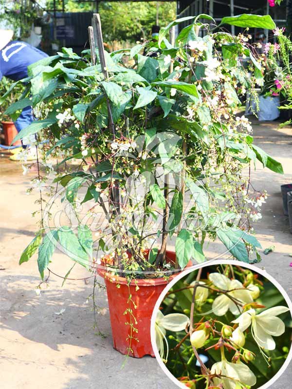 Cây Dạ Ngọc Minh Châu