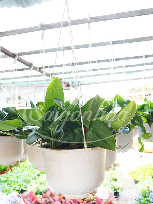 Cây Trầu Bà Hoàng Gia Chậu Treo