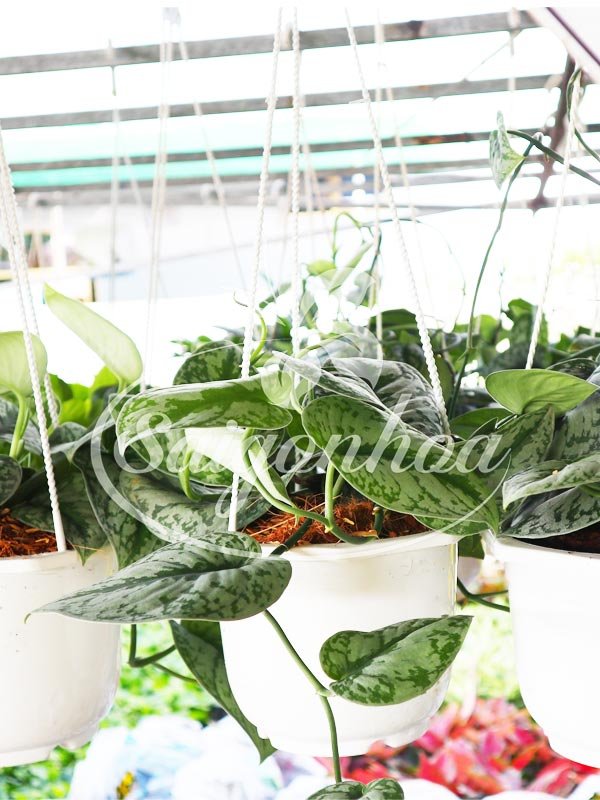 Cây Trầu Bà Lụa Chậu Treo