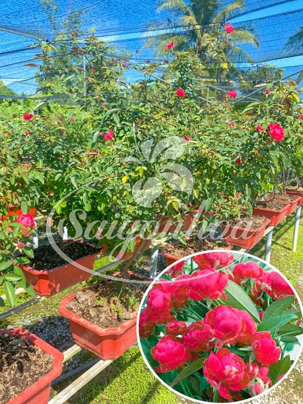 Chậu Hoa Hồng Gốc Bonsai