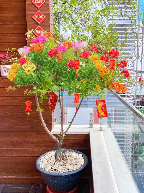 Hoa Giấy Nhiều Màu Khai Xuân