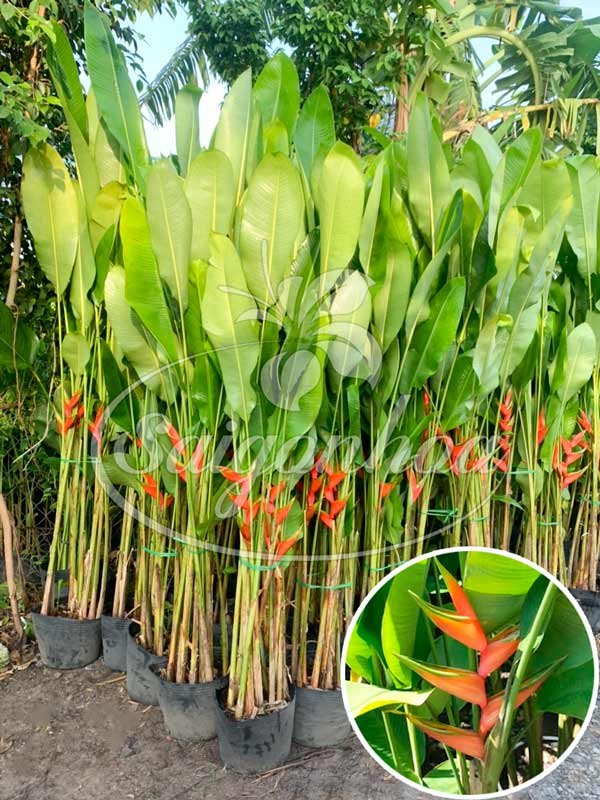 Cây Chuối Đuôi Cá