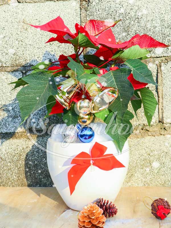 Cây Trạng Nguyên Noel Chậu Sứ
